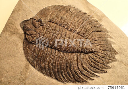 古生代化石三葉蟲皇帝 Arctinurus 2 75915961