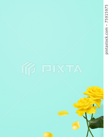 Yellow roses and refreshing blue background-there are multiple variations 75915975