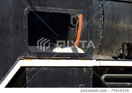 東京台東區上野公園國立科學館 日本博物館 D51 蒸汽機車 231 號和貓 75916108