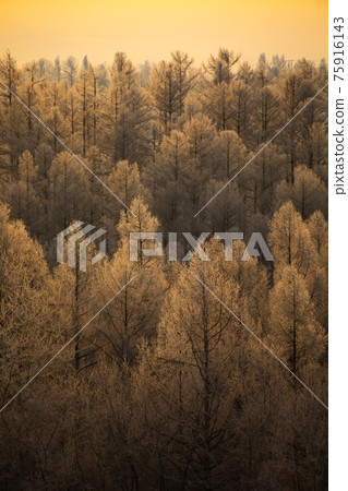 [北海道美瑛的冬天]霧早晨染成金色2月 75916143