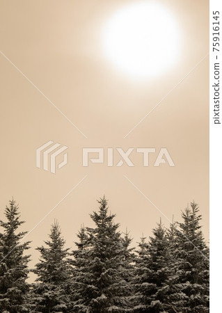 [北海道美瑛的冬天] 2月的早晨淺染 75916145