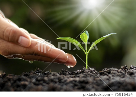 Green trees growing on the ground and agriculture hands that water the trees, concept of growing trees and preserving sustainable nature. 75916434