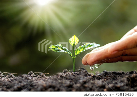 Green trees growing on the ground and agriculture hands that water the trees, concept of growing trees and preserving sustainable nature. Green trees growing on the ground and agriculture hands that water the trees, concept of growing trees and preserving sustainable nature. 75916436