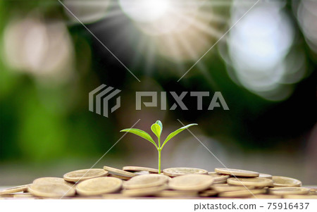 Plant trees from a pile of coins with the financial business concept. Saving and money growth. Plant trees from a pile of coins with the financial business concept. Saving and money growth. 75916437