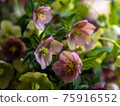 Ikebana Christmas rose 75916552