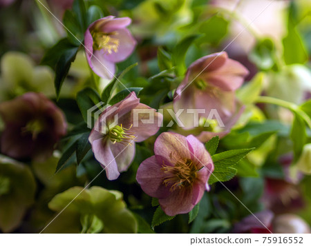 Ikebana Christmas rose Ikebana Christmas rose 75916552