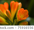 Clivia close-up 75916556