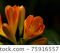 Clivia close-up 75916557