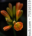 Vertical screen clivia close-up, flowers and buds. 75916559