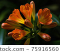 Clivia with flowers and buds 75916560