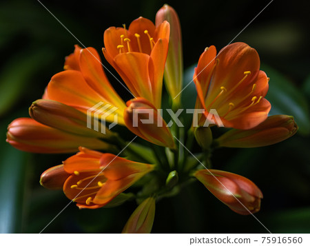 Clivia with flowers and buds Clivia with flowers and buds 75916560