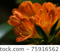 Clivia flower close-up 75916562