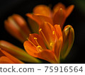 Clivia flower close-up 75916564