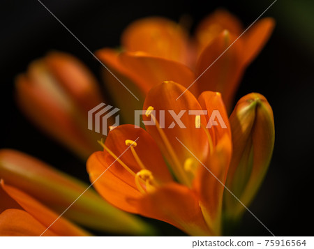 君子蘭花特寫 75916564