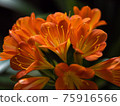 Clivia flower close-up 75916566