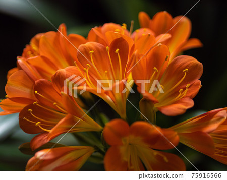 君子蘭花特寫 君子蘭花特寫 75916566