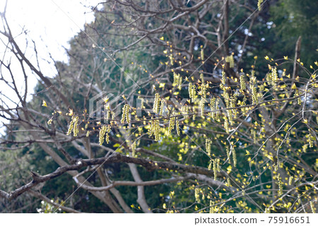 在春山盛開的菊花的第一朵花 75916651