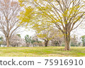 Fresh green open space Sakura, Keyaki 75916910
