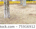  Tree nuts 75916912