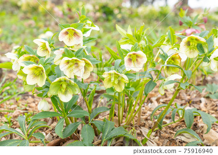 White christmas rose 75916940