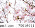 Cherry tree in full bloom  75916941