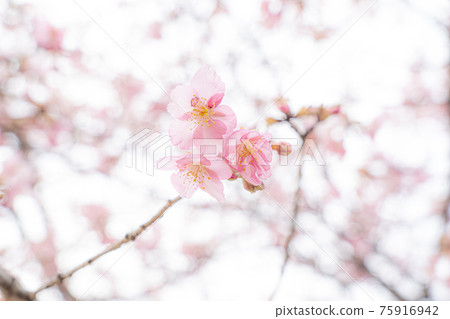 Cherry tree in full bloom  75916942