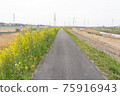 Rape blossom country road 75916943