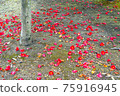 Camellia's fallen flowers 75916945