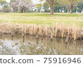 A duck swims by the swamp 75916946
