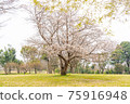 Sakura full bloom open space 75916948