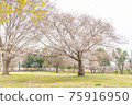 Sakura full bloom open space 75916950