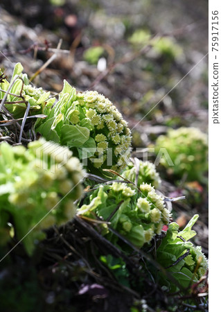 Spring Bud Spring Bud 75917156