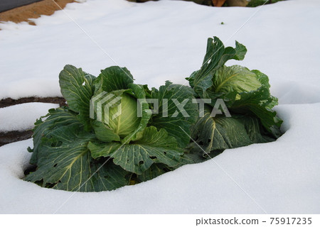 Cabbage in the snow Cabbage in the snow 75917235