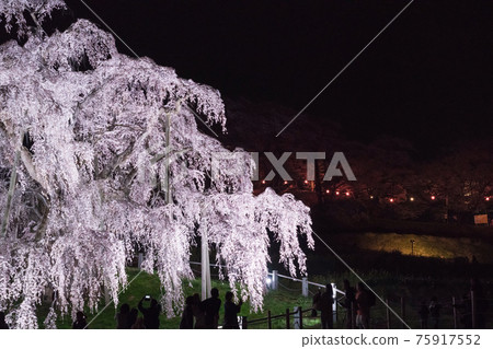 Miharu Takizakura 被照亮的樹齡估計超過 1000 年 Miharu Takizakura 被照亮的樹齡估計超過 1000 年 75917552