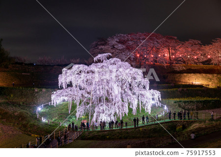 Miharu Takizakura Illuminated Tree Age Estimated Over 1000 Years 75917553