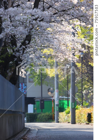 Cherry blossoms blooming on the school road 75917583