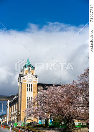 A row of cherry blossom trees in Koriyama Public Hall, built in 1918 to commemorate the enforcement of the Koriyama municipal system, the earliest flowering in Koriyama city 75917754