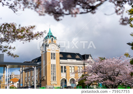 A row of cherry blossom trees in Koriyama Public Hall, built in 1918 to commemorate the enforcement of the Koriyama municipal system, the earliest flowering in Koriyama city 75917755