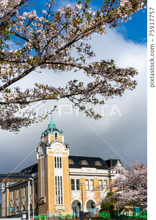 A row of cherry blossom trees in Koriyama Public Hall, built in 1918 to commemorate the enforcement of the Koriyama municipal system, the earliest flowering in Koriyama city 75917757