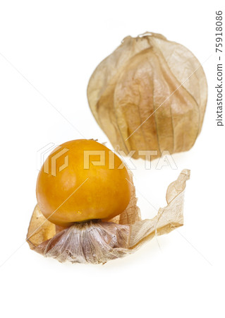 Physalis on a white background Physalis on a white background 75918086