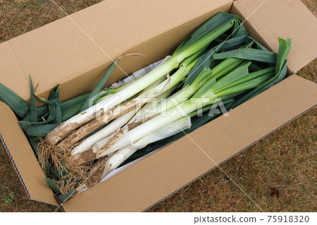 It is Fukaya green onion famous for the taiga drama Eiichi Shibusawa. Great for simmered dishes and hot pots in winter. It is Fukaya green onion famous for the taiga drama Eiichi Shibusawa. Great for simmered dishes and hot pots in winter. 75918320
