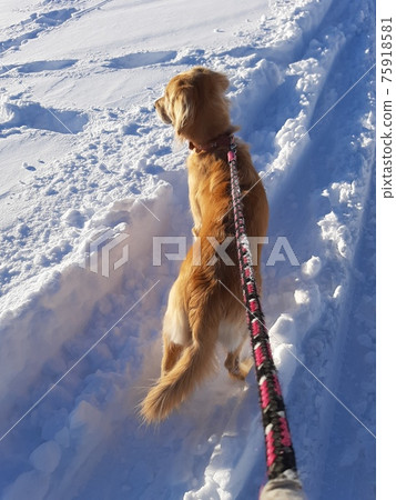 狗走在雪路上（後視圖） 75918581