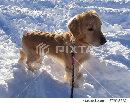 狗走在雪路上 狗走在雪路上 75918582