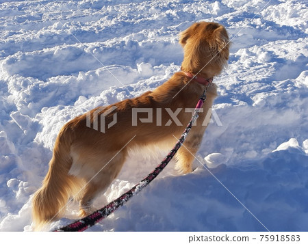 Dog walking on a snowy road (back view) Dog walking on a snowy road (back view) 75918583