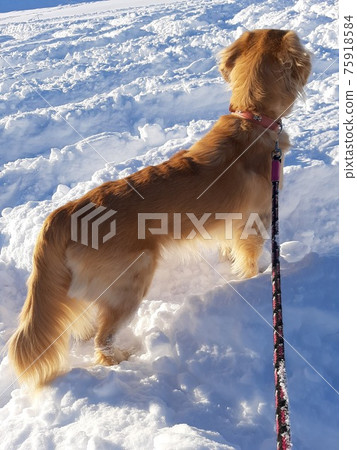 Dog walking on a snowy road (back view) Dog walking on a snowy road (back view) 75918584