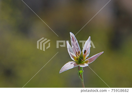 Hirohanoamana Hirohanoamana 75918682
