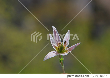 Hirohananoamana Hirohananoamana 75918683