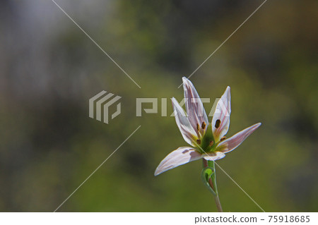 Hirohananoamana Hirohananoamana 75918685