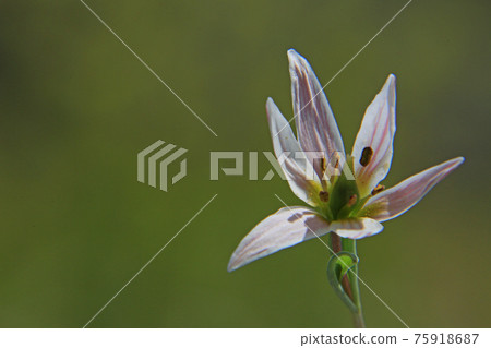 Hirohanoamana Hirohanoamana 75918687