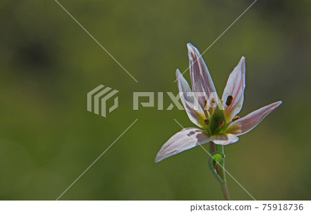Hirohananoamana Hirohananoamana 75918736
